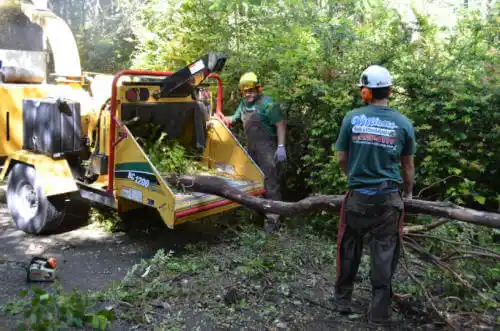 tree services South Beloit